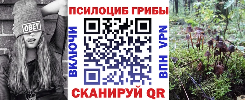 Псилоцибиновые грибы Cubensis  как найти   Кизляр 