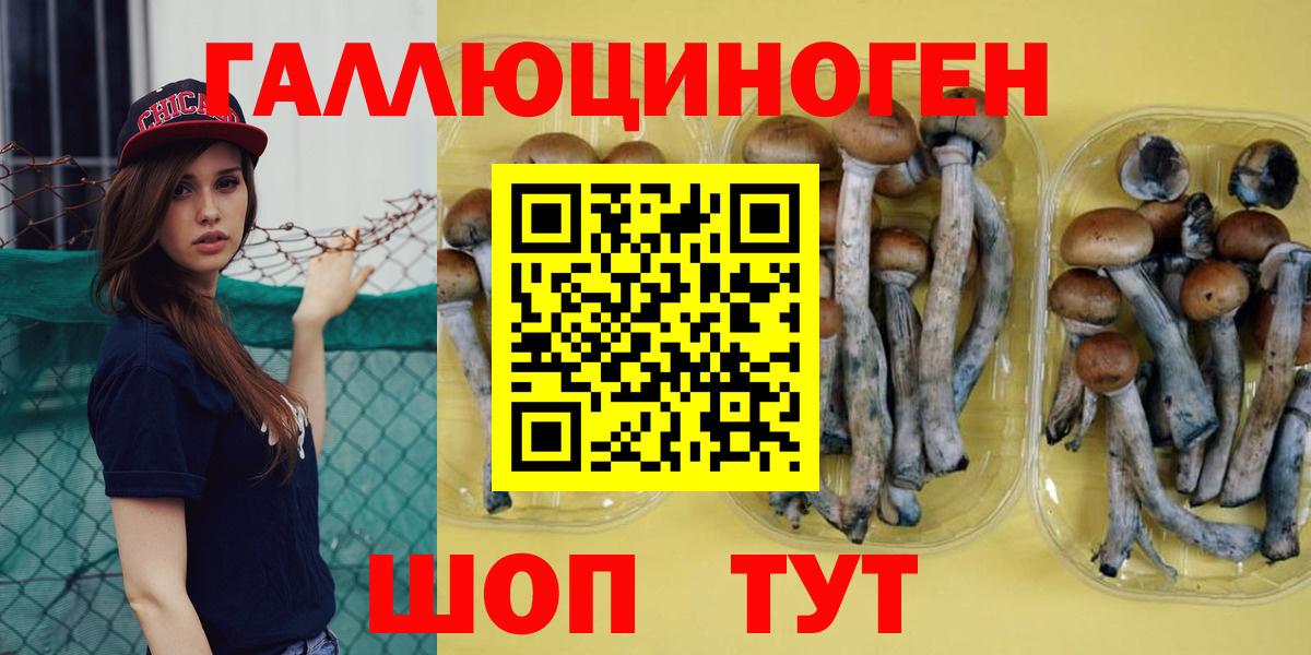 Галлюциногенные грибы Psilocybine cubensis Кизляр
